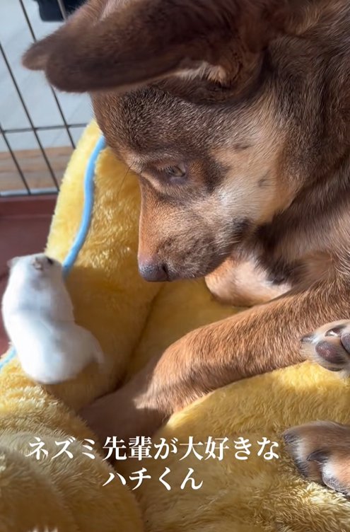 ハムスターを見つめる保護犬