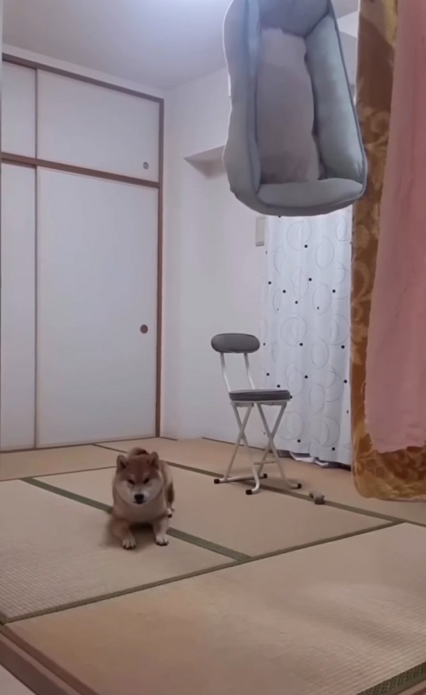 座り込む柴犬