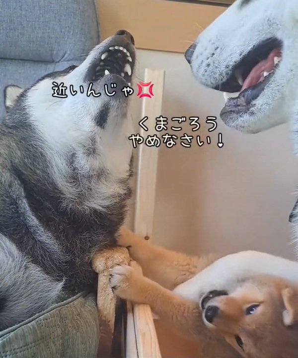 くまごろう君をしつけるごま君