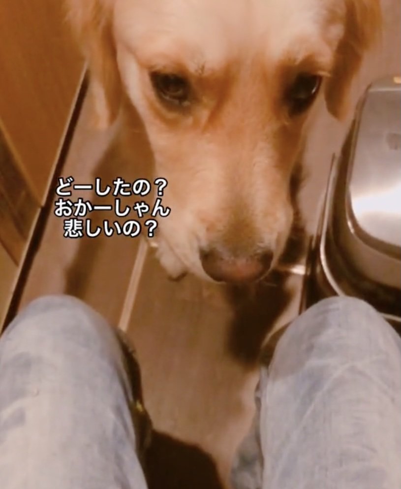 飼い主さんを心配するデイジーさん