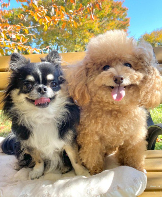 同居犬さんと真逆の毛並み！