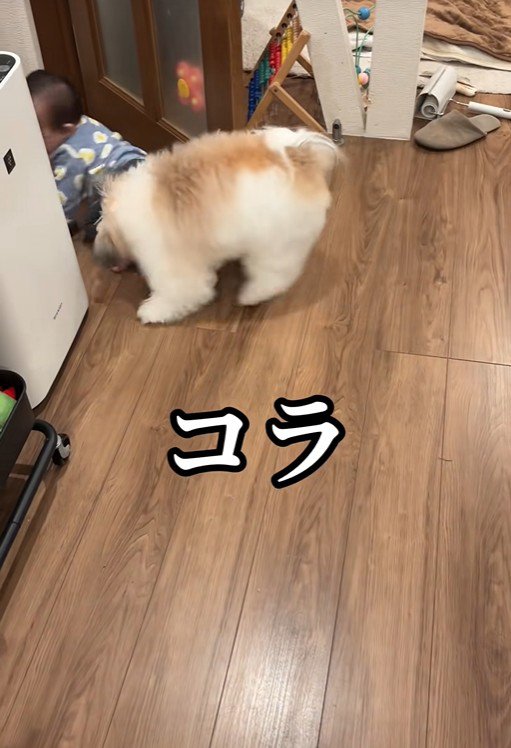 赤ちゃんを守る小太郎くん4