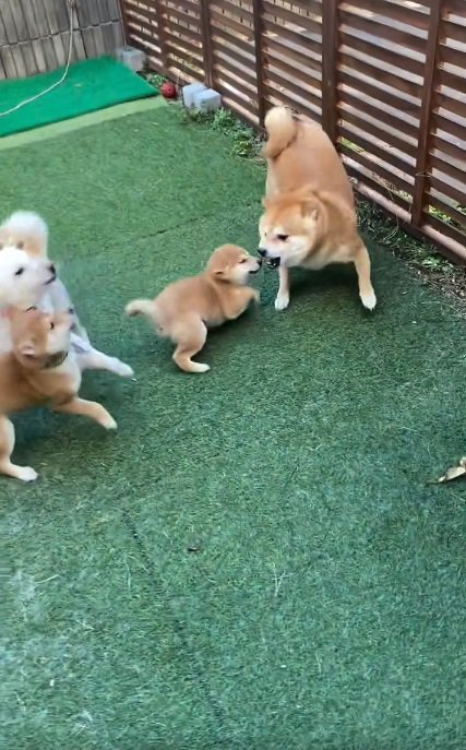 嫌がる豆千代くん