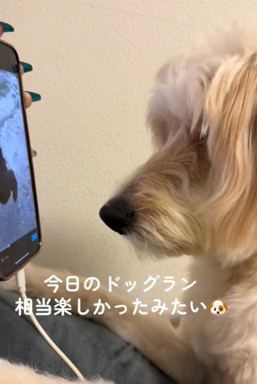 画面を見る犬6