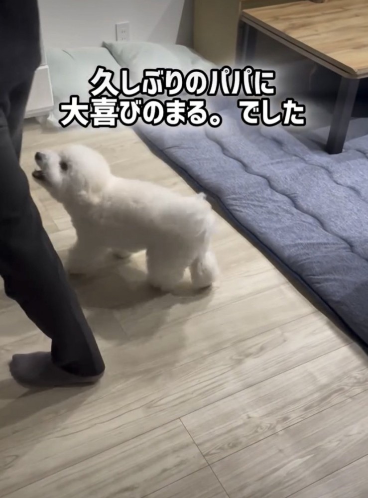パパを見上げる犬