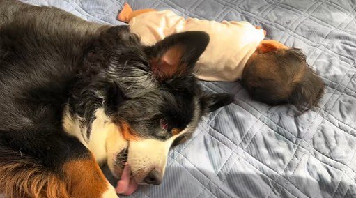 とにかくそばにいたいようです♡