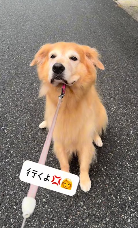 リードで引っ張られても散歩を拒否する大型犬