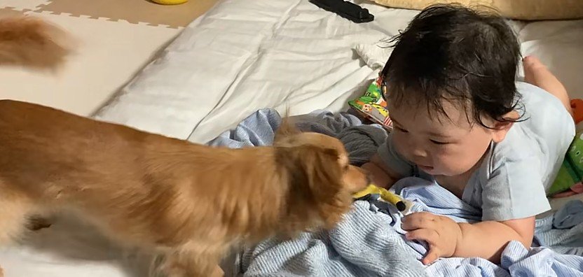 こはくちゃんが登場