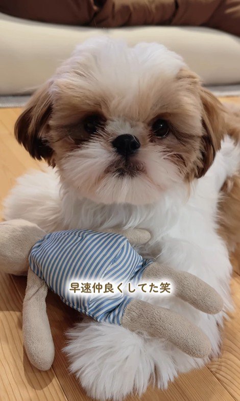 おもちゃを干した時のちゃぽちゃん⑩