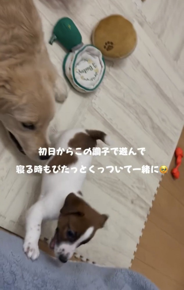 大きな犬のそばで寝転ぶ子犬