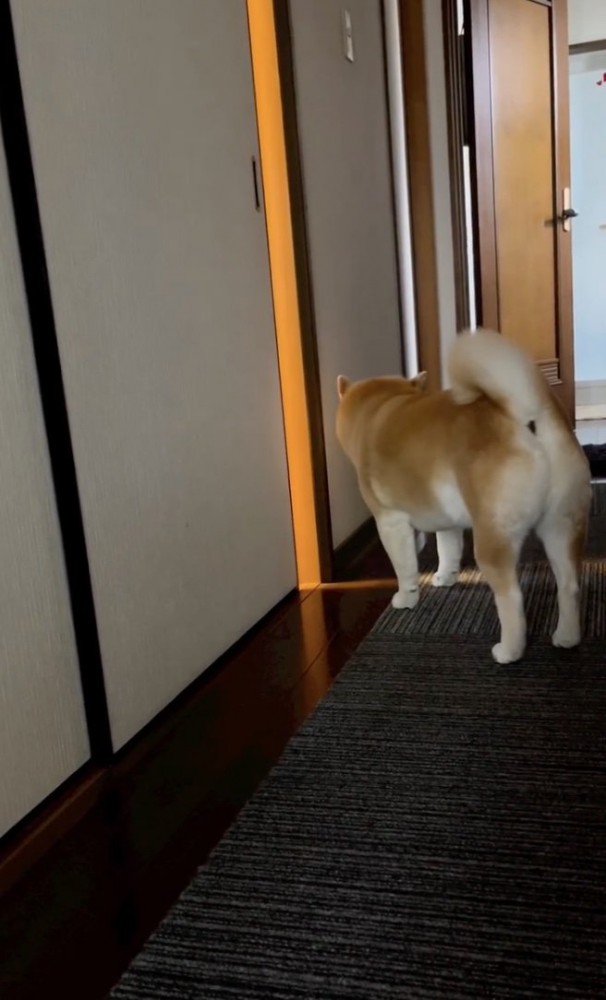 本当のお兄ちゃんみたい