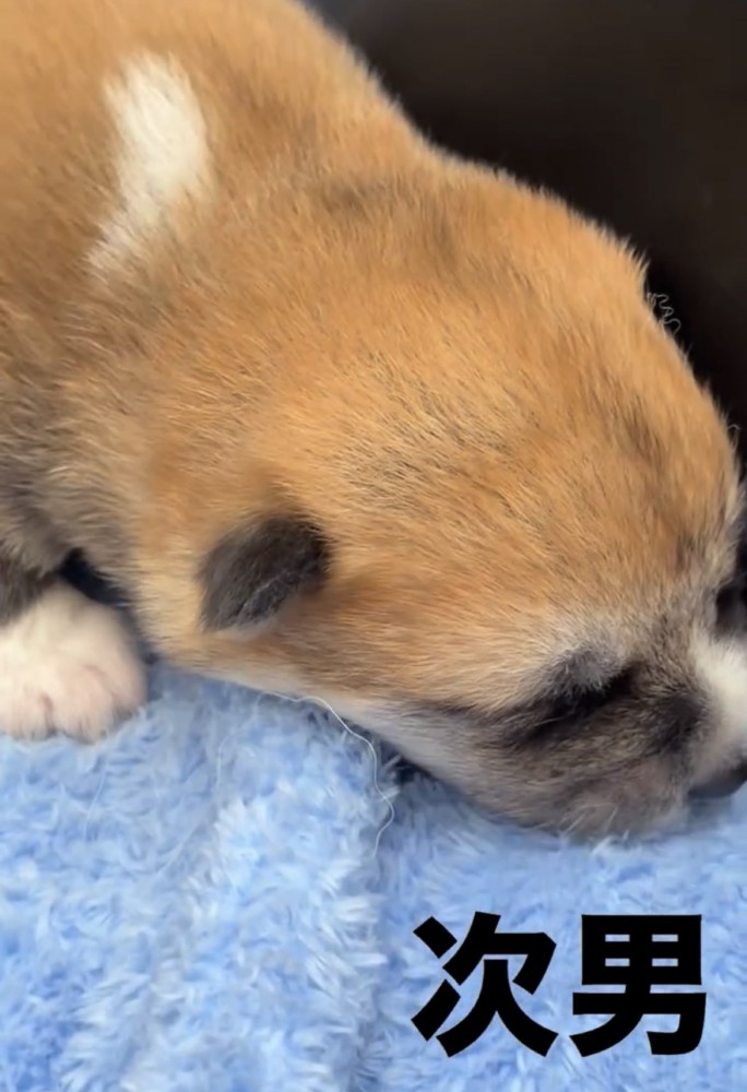 ブランケットに顔を寄せる子犬