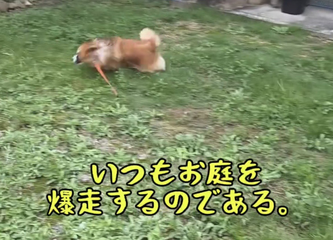 庭を勢いよく走る犬