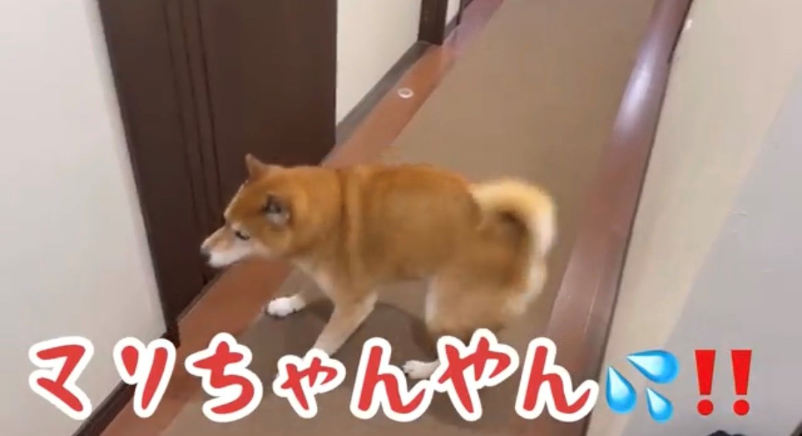 廊下を歩く犬