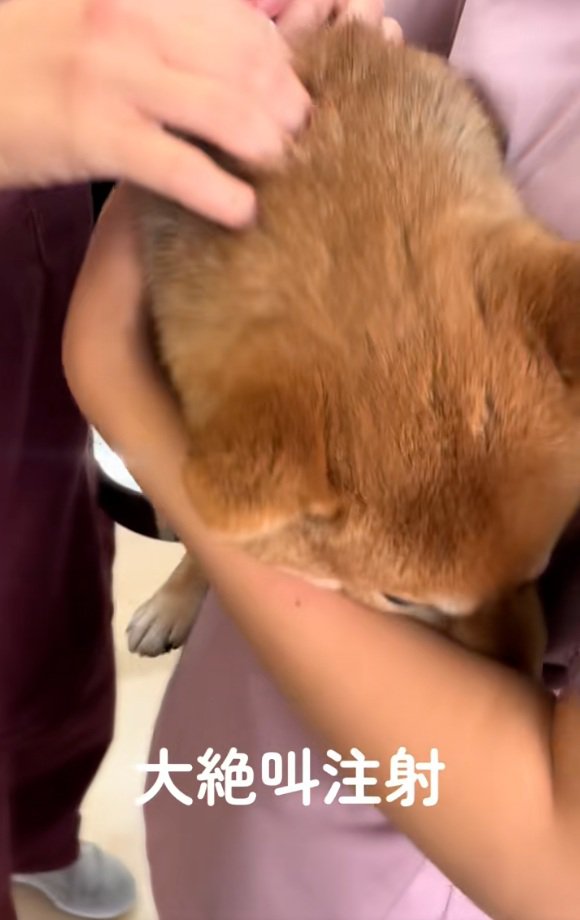 隠れようとするつくねちゃん