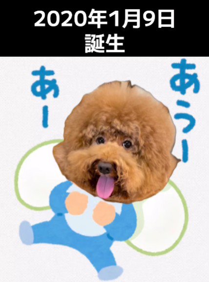 一球ちゃんとの出会いの物語