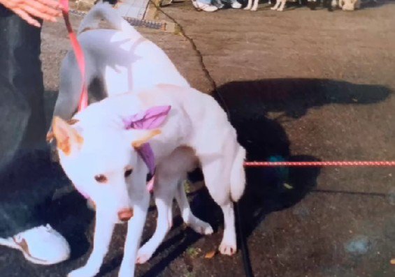 とても臆病なわんこだった