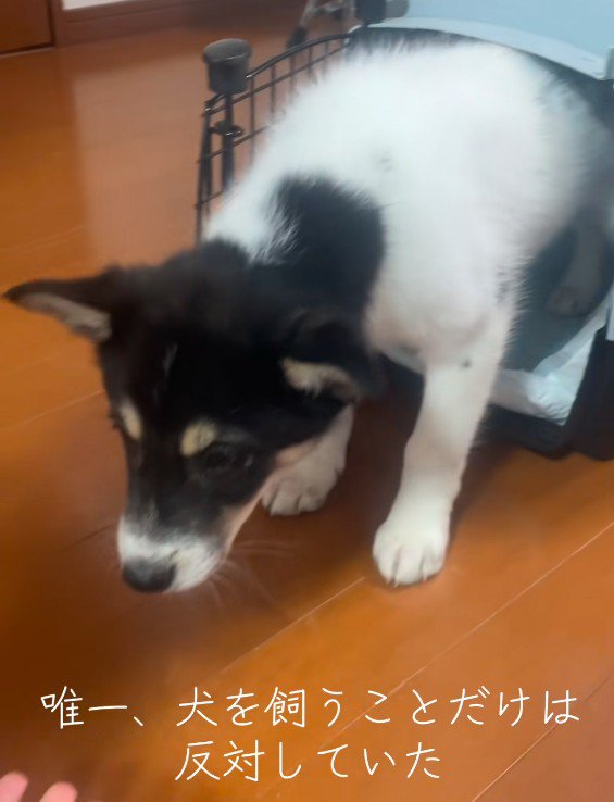 お父さんだけが大反対