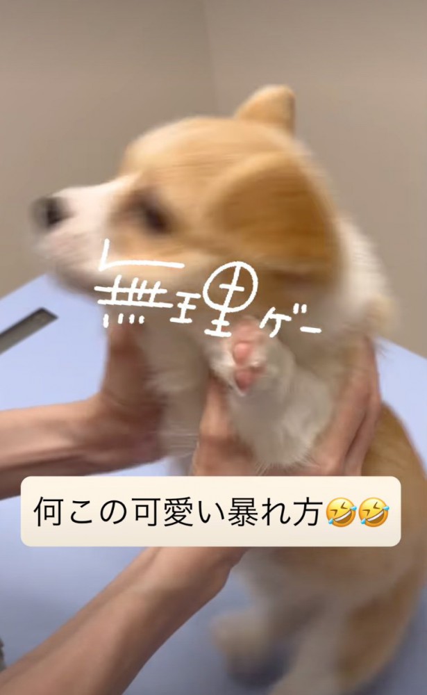 万歳ポーズで暴れる子犬