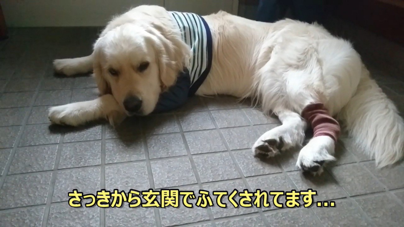 ギンちゃんの表情の変化2