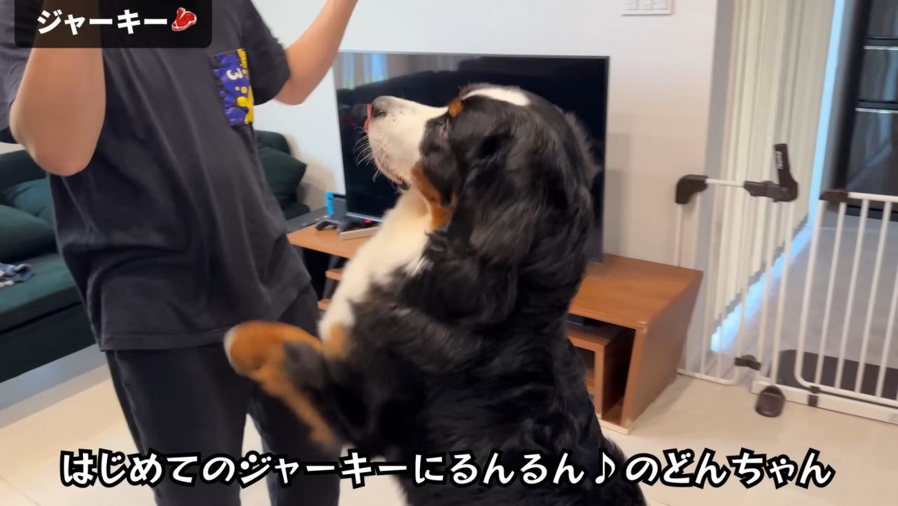 ジャーキーを見て大はしゃぎ♪