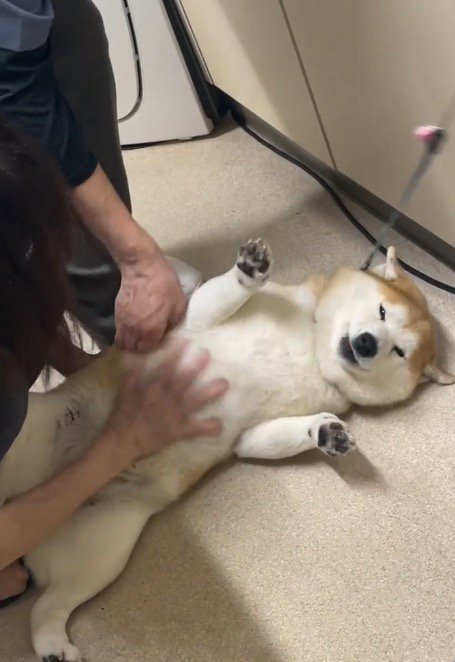 ふたりの獣医に撫でられて目を細めながら飼い主を見つめる犬