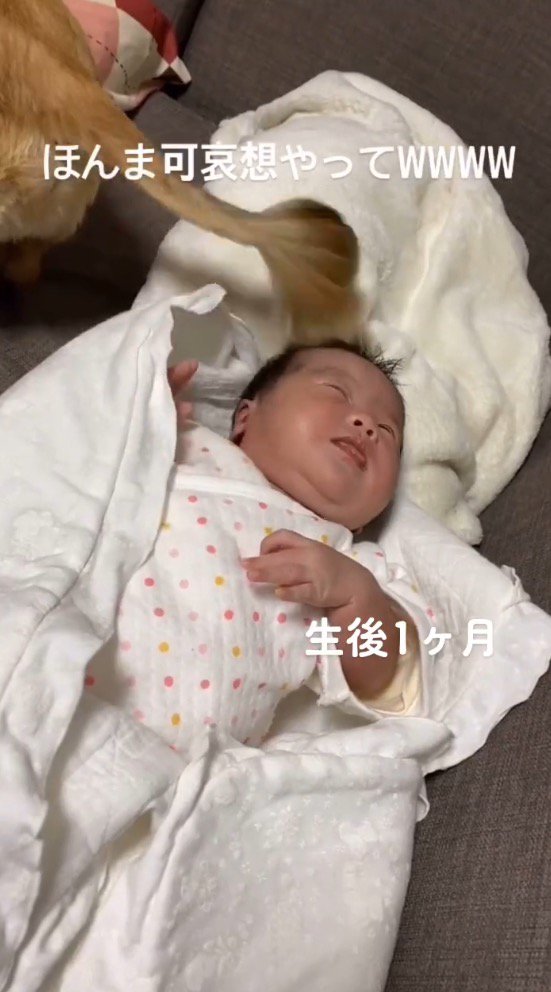 横になっている赤ちゃんの顔をしっぽで撫でる犬