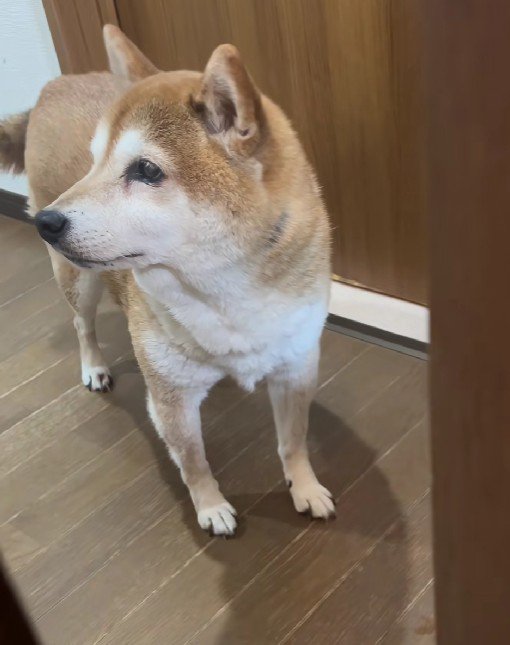 知らん顔のミントちゃん