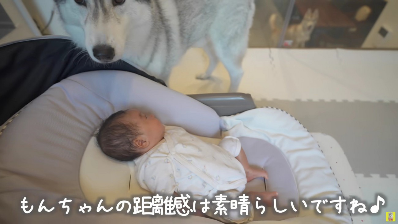 子守りを始めたもんちゃん