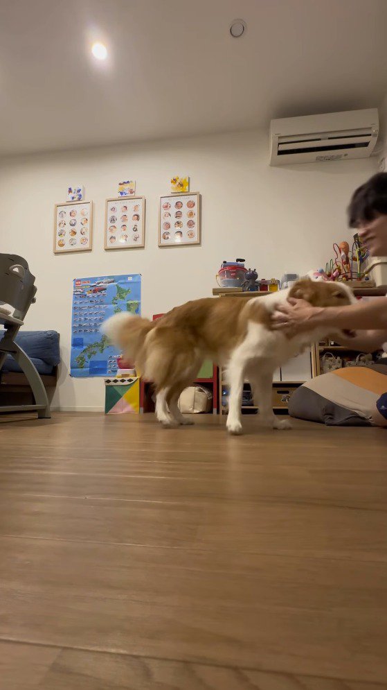 立ち上がった犬の首を撫でる飼い主