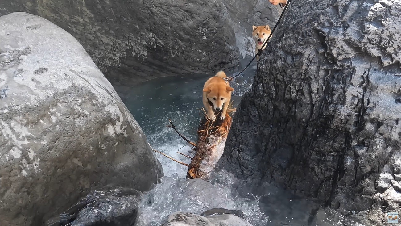 ナラちゃんとソラくんの沢登り4