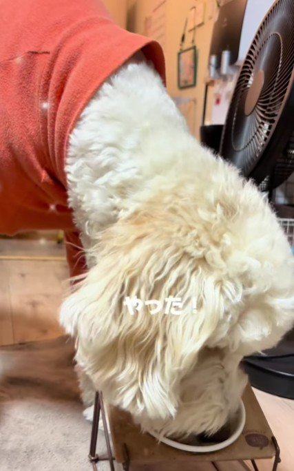 「やった！！」