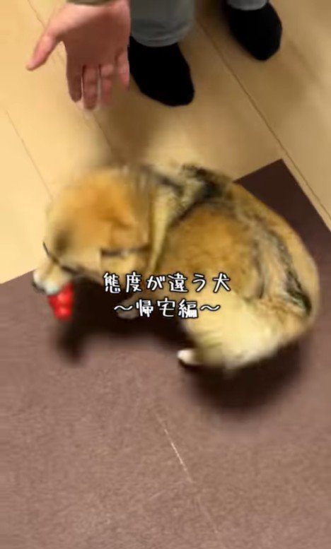 あずきちゃんの態度の違い4