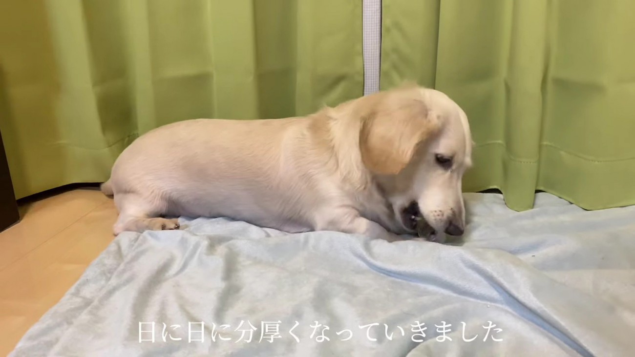 ダンボールは徐々に厚くなっていった