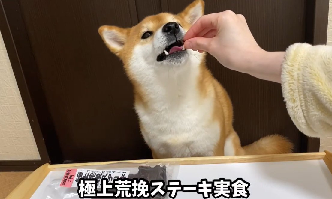 おやつを食べる犬