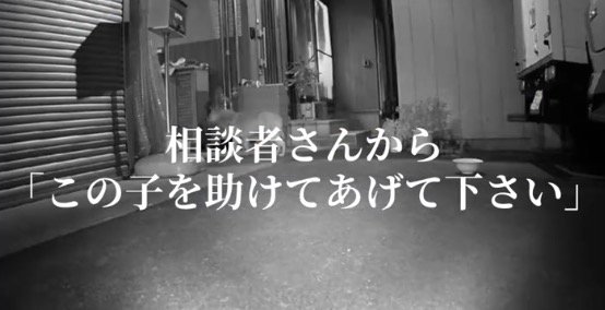 監視カメラに映った犬の姿