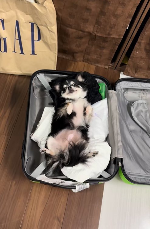 スーツケースに入っている小型犬