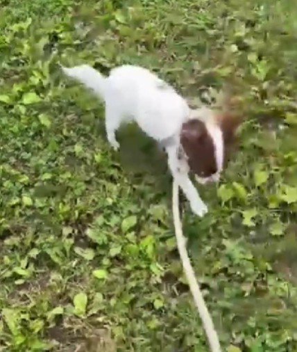 お散歩の練習中