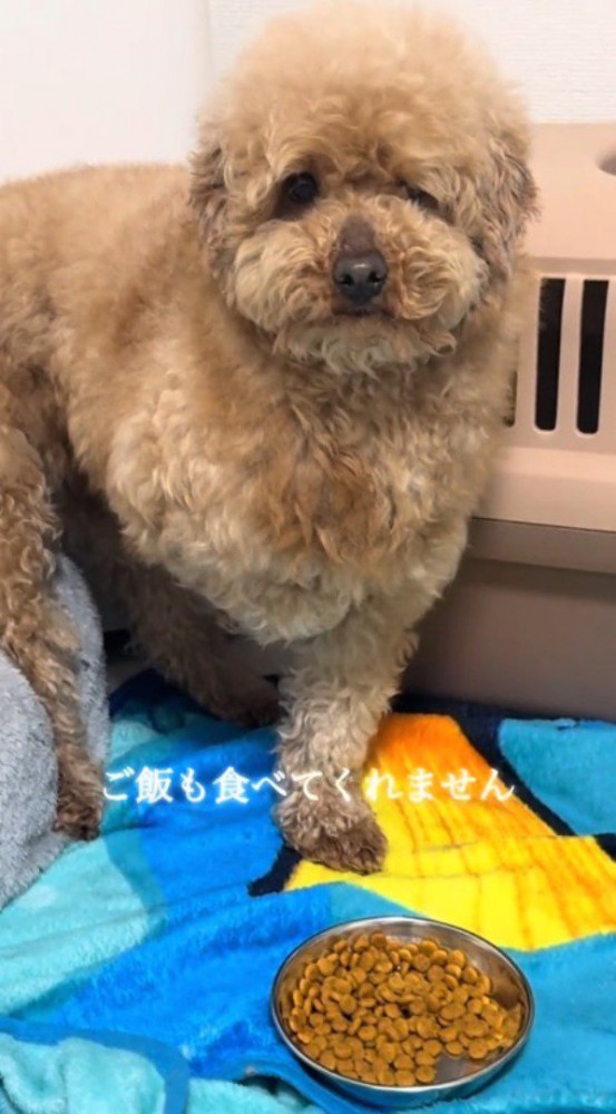 目の前に出されたごはんの入った器をちらちらと眺める犬