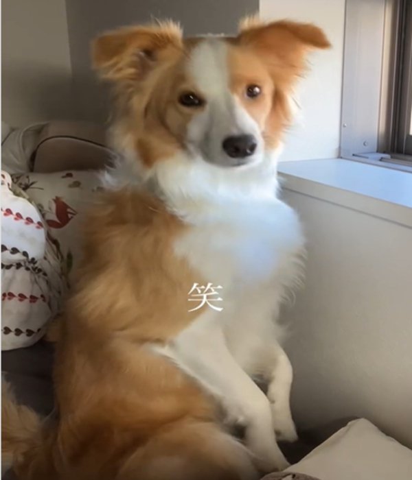 カメラを見つめる犬