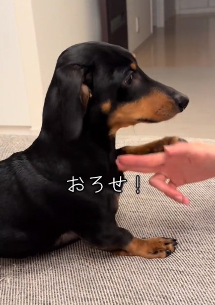 手を下ろしてほしいオーレくん