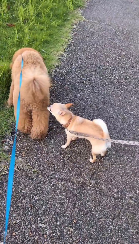 プードルのお尻を嗅ぐチワワ