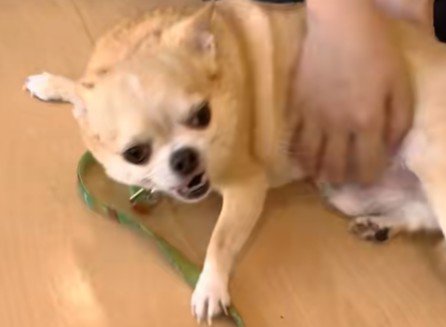 大興奮でご挨拶♪