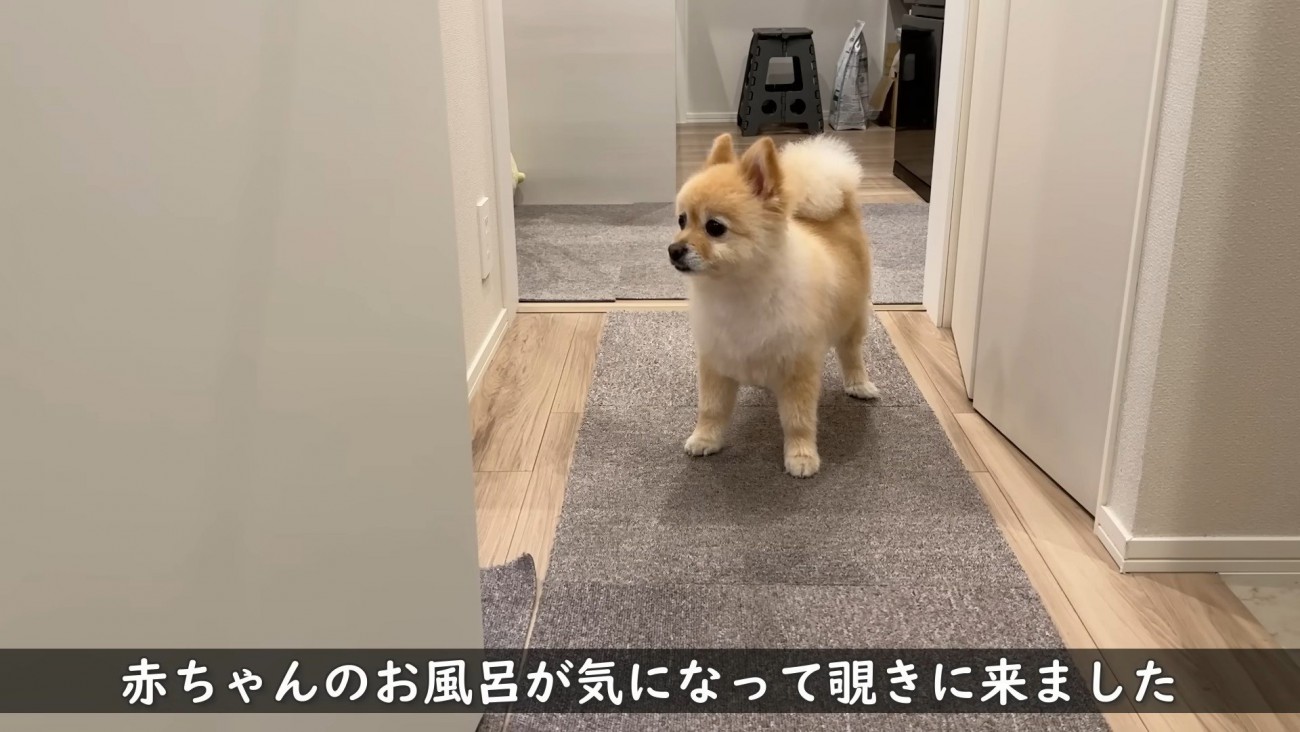 お風呂場に様子を見にきたポメくん