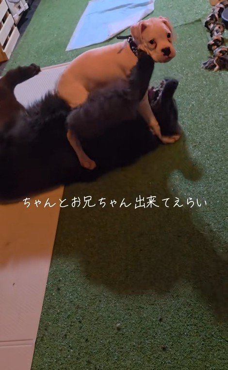 ノアくんとピーターくん2