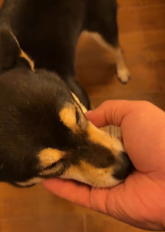 撫でられるあんこちゃん