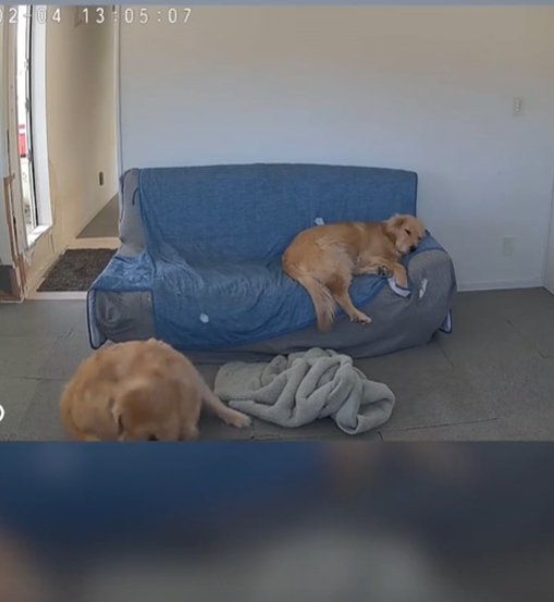 座る犬と寝る犬