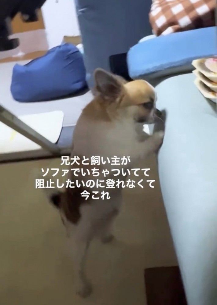 ソファに前足をかける犬