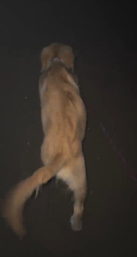 家とは反対の方向に歩き出す犬