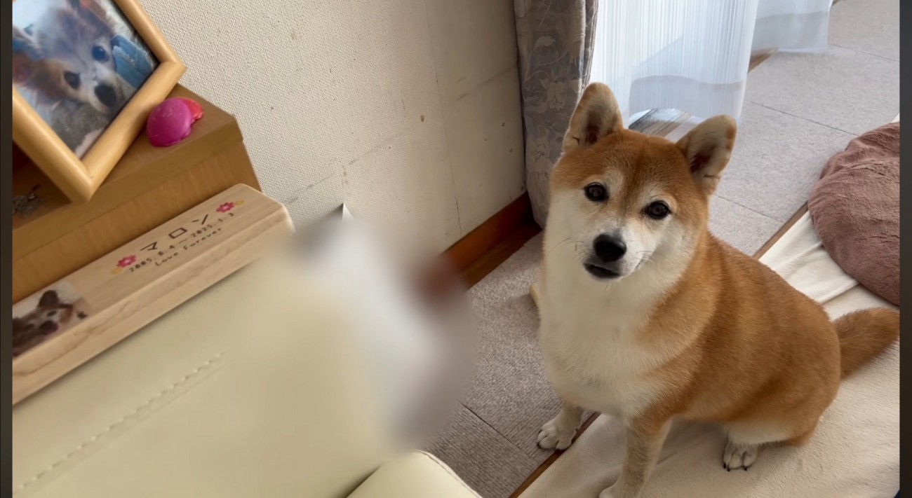 小型犬の遺影の前で飼い主をふり返る犬